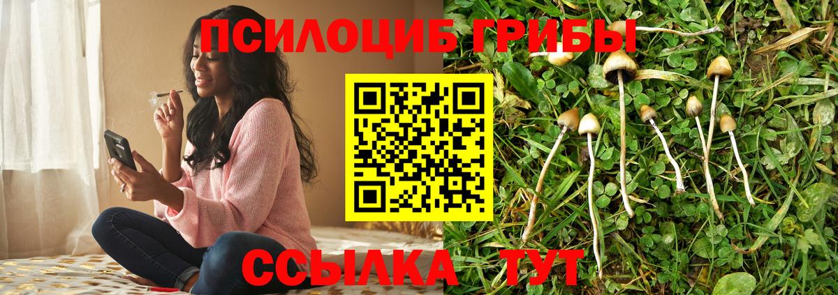 Галлюциногенные грибы Cubensis  Вход с VPN  Будённовск 